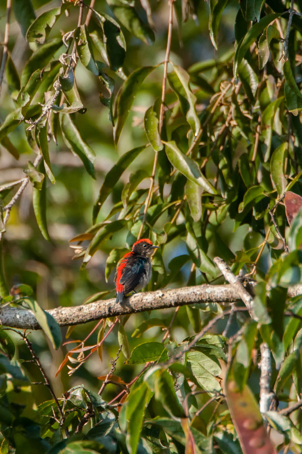 National Parks and Wildlife Sanctuaries in Nagaland
