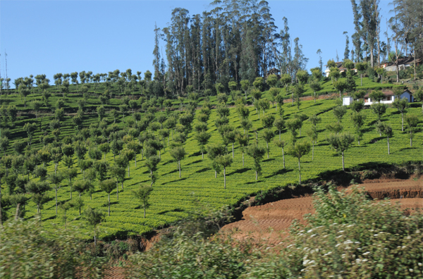 Top 9 Honeymoon Places on a Budget—When the pocket says low!