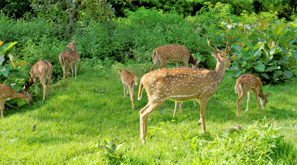 9 Famous Parks in Ooty with Photos | I Fashion Styles