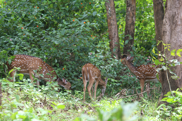 35 Best Tourist Places in Wayanad with Pictures – 2024 | I Fashion Styles