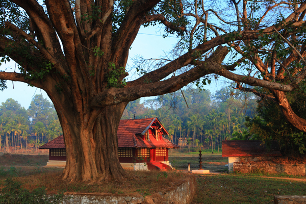 35 Best Tourist Places in Wayanad with Pictures – 2024 | I Fashion Styles