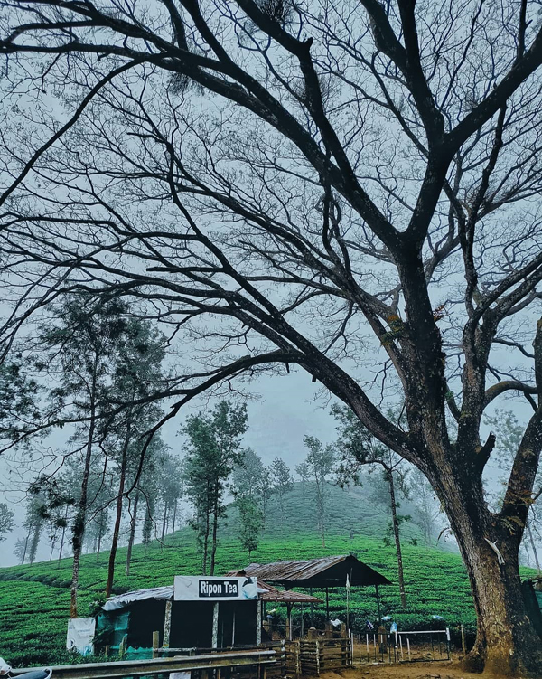 35 Best Tourist Places in Wayanad with Pictures – 2024 | I Fashion Styles