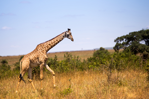 9 Famous Kenya Tourist Places to Visit | I Fashion Styles