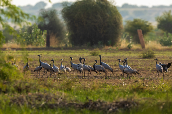 15 Best Tourist Places To Visit In Jaisalmer | I Fashion Styles