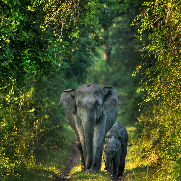 9 Famous Parks in Guwahthi with Pictures | I Fashion Styles