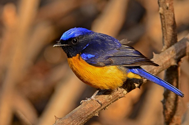 19 Amazing Tourist Places To Visit In Nainital |Stylesatlife