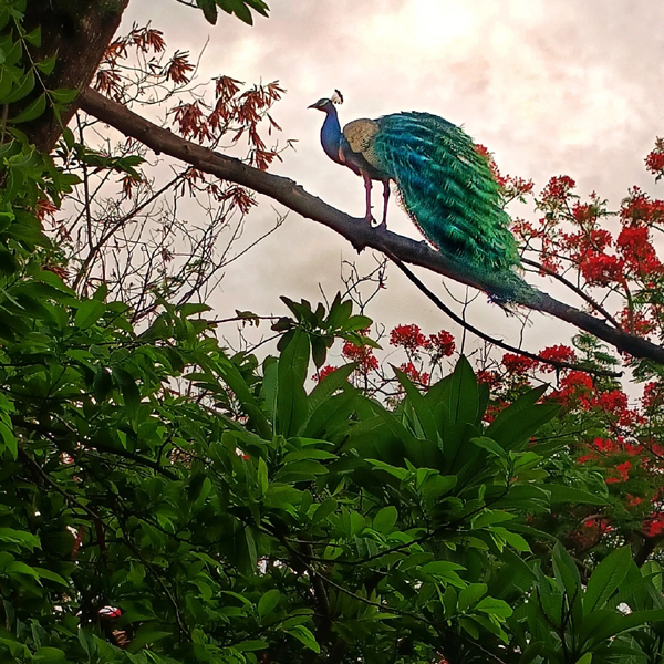 8 Famous National Parks and Wildlife Sanctuaries in Andhra Pradesh