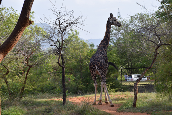 8 Famous National Parks and Wildlife Sanctuaries in Andhra Pradesh