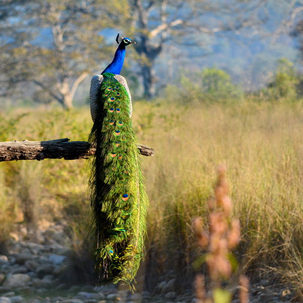 Parks and Sanctuaries in Haryana | I Fashion Styles