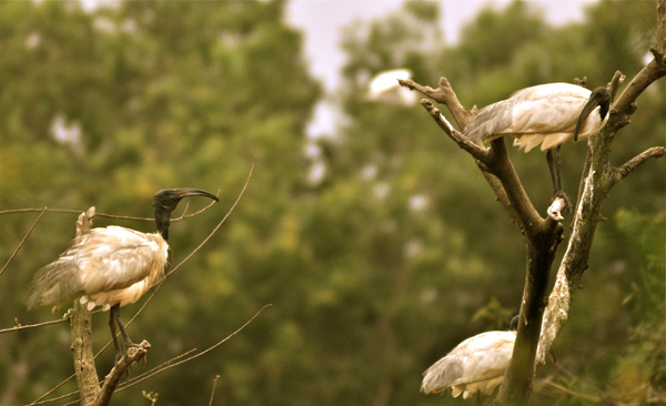 8 Famous Sanctuaries and Parks in Karnataka | I Fashion Styles