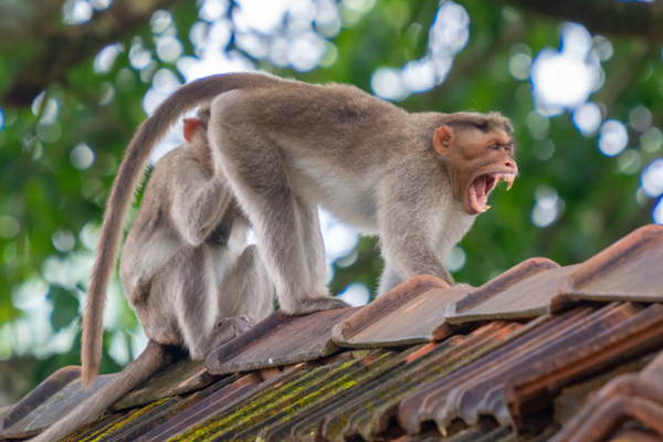 8 Famous Sanctuaries and Parks in Karnataka | I Fashion Styles