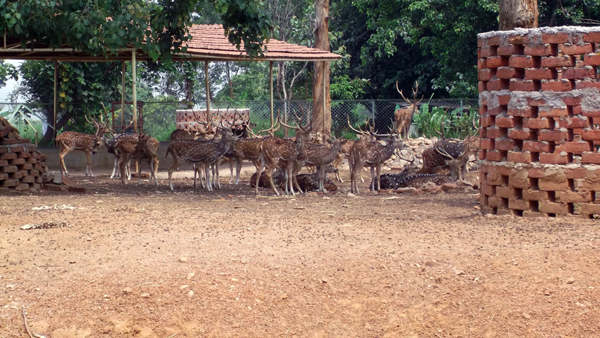 Famous Sanctuaries and Parks in Jharkhand | I Fashion Styles