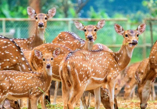 Famous Sanctuaries and Parks in Jharkhand | I Fashion Styles