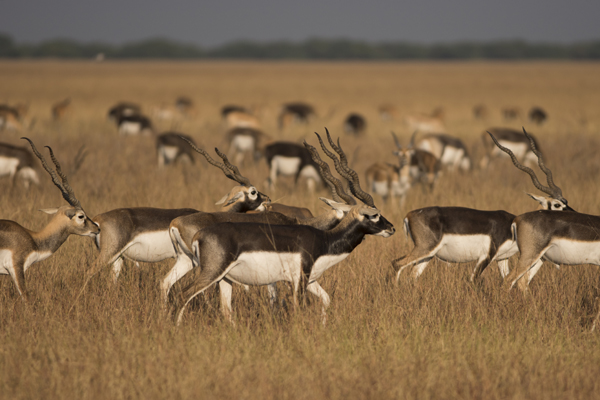 Beautiful Sanctuaries and Parks in Gujarat with Images | I Fashion Styles