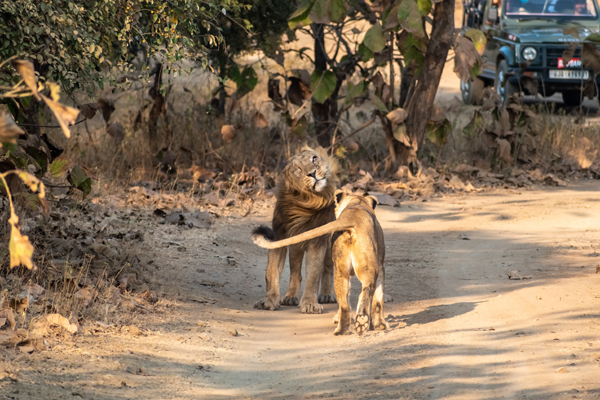 Beautiful Sanctuaries and Parks in Gujarat with Images | I Fashion Styles