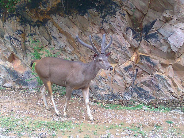 Famous Sanctuaries and Parks In Orissa | I Fashion Styles