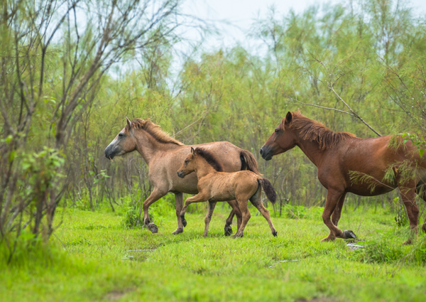 10 Parks and Sanctuaries in Assam | I Fashion Styles