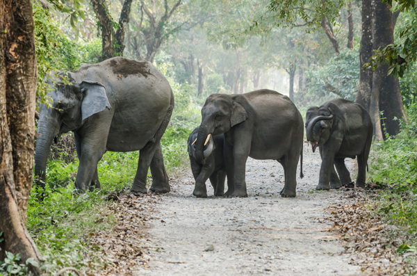 10 Parks and Sanctuaries in Assam | I Fashion Styles