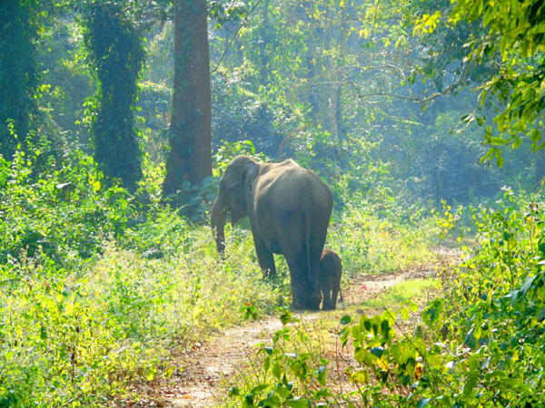 10 Parks and Sanctuaries in Assam | I Fashion Styles