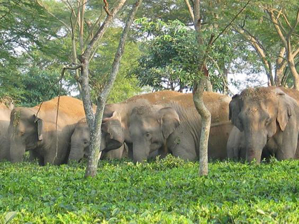 10 Parks and Sanctuaries in Assam | I Fashion Styles