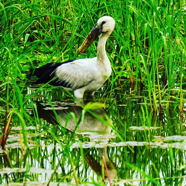 10 Parks and Sanctuaries in Assam | I Fashion Styles