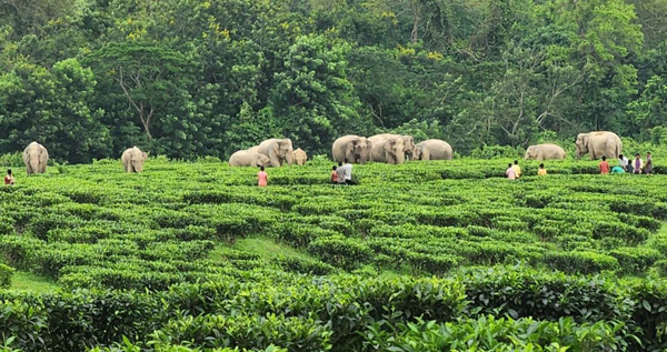 10 Parks and Sanctuaries in Assam | I Fashion Styles