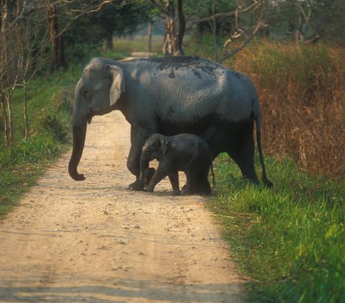 7 Famous Assam Festivals and Fairs 2023