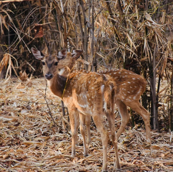 Parks and Sanctuaries in Maharashtra | I Fashion Styles
