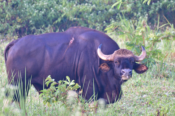 Parks and Sanctuaries in Maharashtra | I Fashion Styles