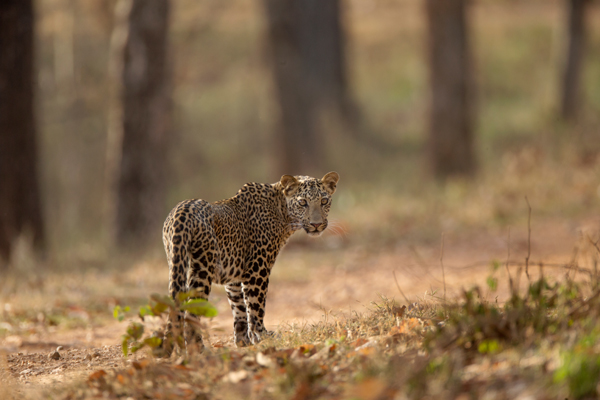 Parks and Sanctuaries in Maharashtra | I Fashion Styles