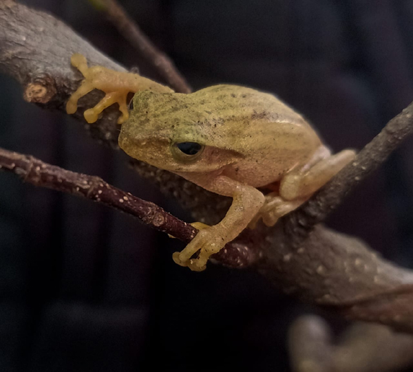 7 Best Parks and Sanctuaries in Mizoram with Images