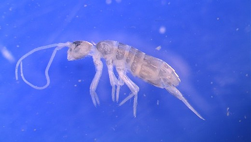 Wonders of Krubera Cave With Pictures | I Fashion Styles