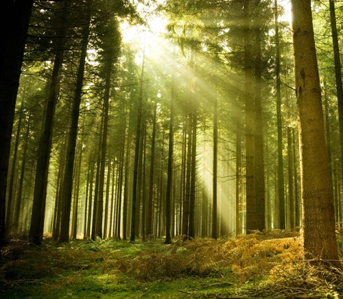 15 Most Stunning Honeymoon Places in Kodaikanal | I Fashion Styles