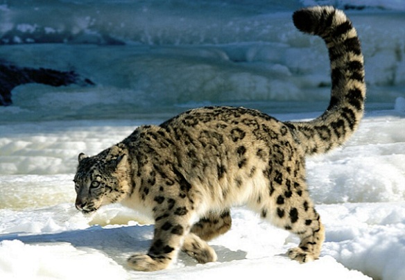 9 Best Himalayan Mountains Facts All At One Place Get Awed!