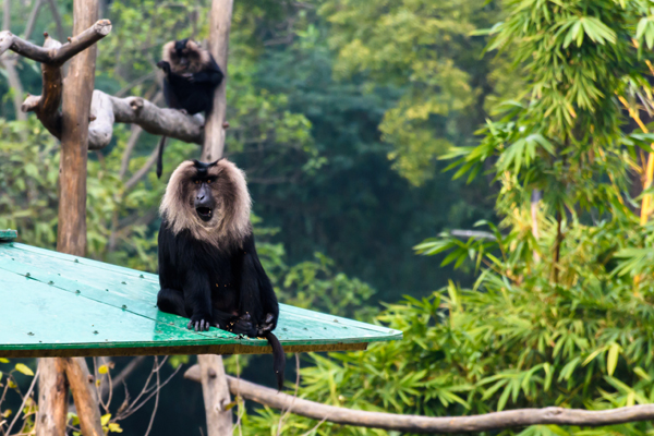 Top 15 Famous Zoos in India to Visit | I Fashion Styles