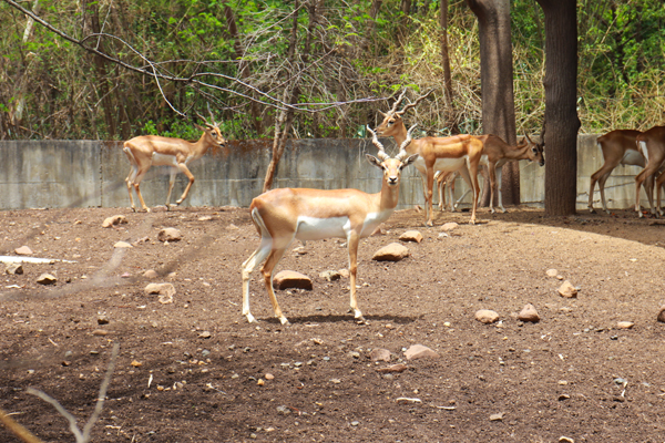 Top 15 Famous Zoos in India to Visit | I Fashion Styles