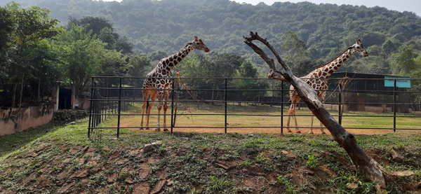 Top 15 Famous Zoos in India to Visit | I Fashion Styles