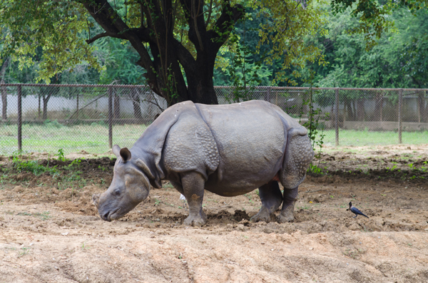 Top 15 Famous Zoos in India to Visit | I Fashion Styles