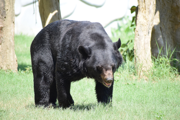 Top 15 Famous Zoos in India to Visit | I Fashion Styles