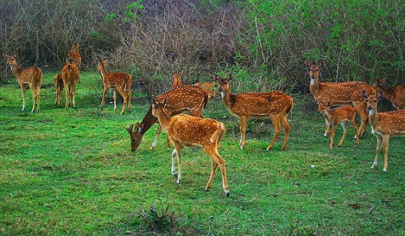 8 Famous Honeymoon Places in Kashmir with Pictures | I Fashion Styles