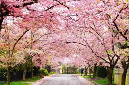 8 Most Famous Fairs and Festivals of Meghalaya Ones You Must Witness.