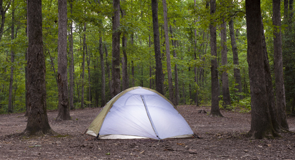 9 Amazing Forest Camping Grounds in United States