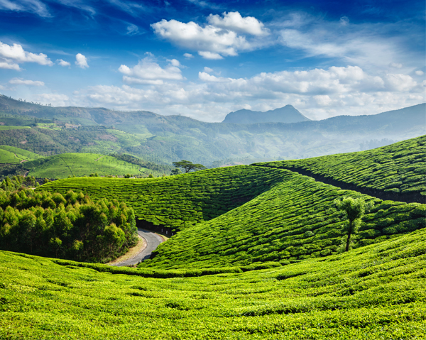 6 Exotic Places in Kerala for a Memorable Honeymoon