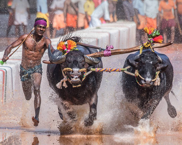 Festivals of Karnataka: A Journey through the State's Traditions