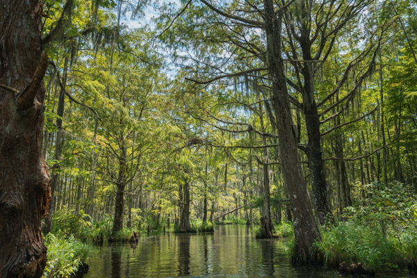 Top 10 Cool Places to Visit in Louisiana