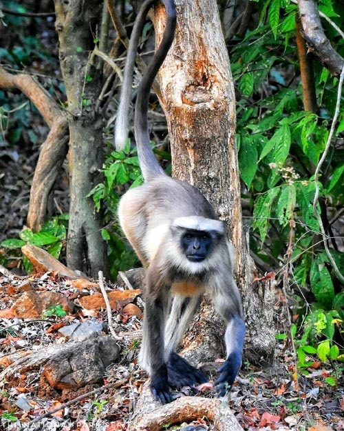 20 Pristine National Parks That Define Natural Splendor in India