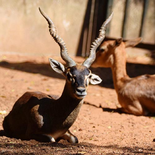 20 Pristine National Parks That Define Natural Splendor in India