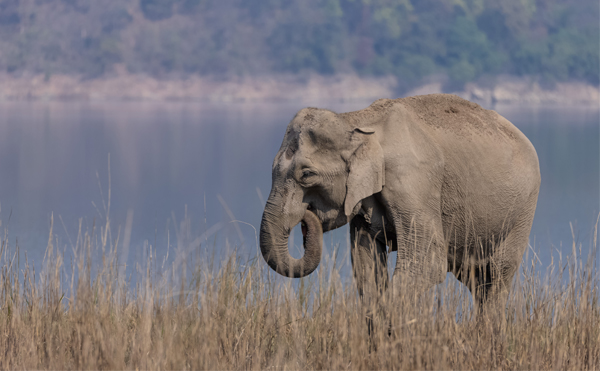 20 Pristine National Parks That Define Natural Splendor in India