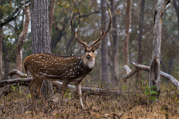 20 Pristine National Parks That Define Natural Splendor in India