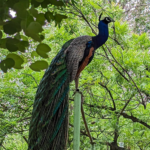 20 Pristine National Parks That Define Natural Splendor in India